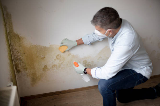 Best Post-Construction Mold Inspection  in Noblesville, IN